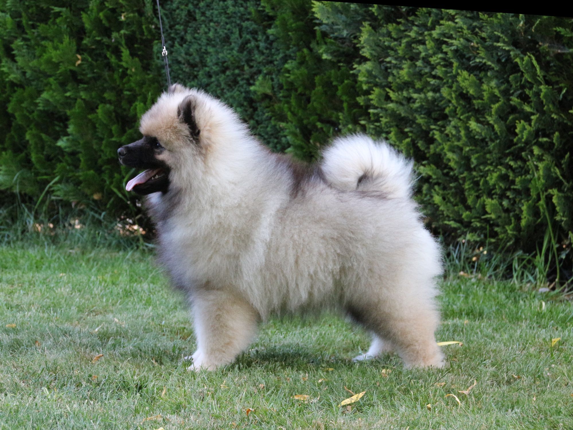 what is a collie keeshond dog